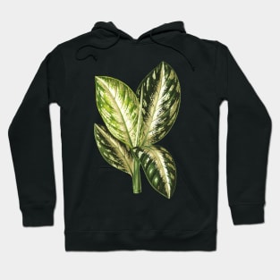 Dieffenbachia Wallisi - Lemaire Hoodie